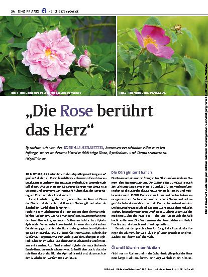 Vorschauseite 1: „Die Rose berührt das Herz“