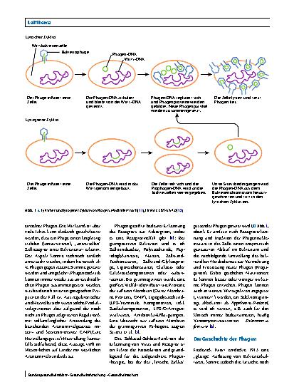 Vorschauseite 2: Grundlagenwissen zu Phagen und ihrer therapeutischen Anwendung