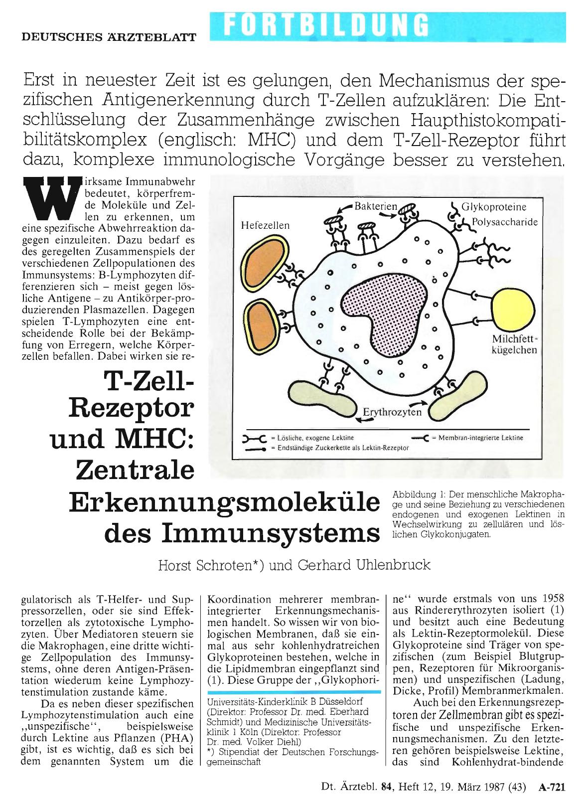 Vorschauseite 1: T-Zell-Rezeptor und MHC: Zentrale Erkennungsmoleküle des Immunsystems