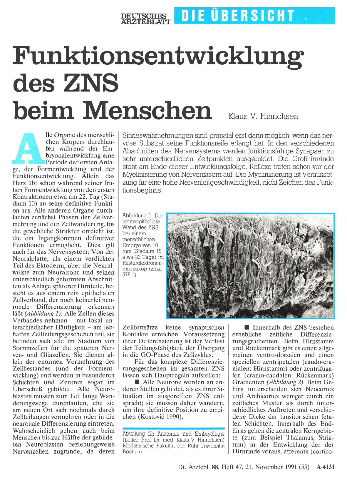 Vorschauseite 1: Funktionsentwicklung des ZNS beim Menschen